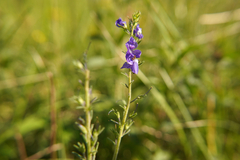 Veronica teucrium
