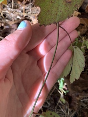Rubus hispidus