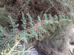 Asparagus acutifolius