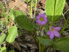 Oxalis latifolia