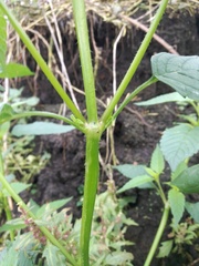 Galeopsis
