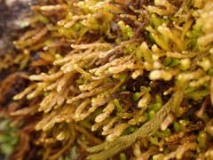 Odontoschisma denudatum