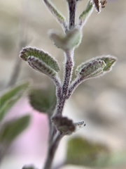 Salvia melissodora