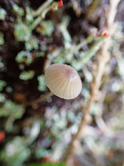 Mycena purpureofusca