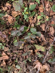 Rubus hispidus