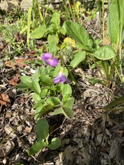Oxalis latifolia
