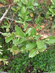 Citharexylum berlandieri