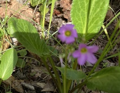 Oxalis latifolia