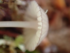 Mycena purpureofusca