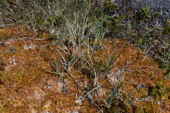 Carex livida