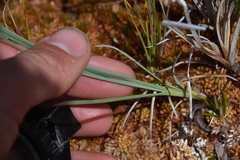 Carex livida