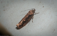 Erythrobapta haemalea