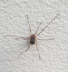 Phalangioidea