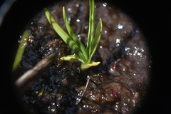 Spiranthes romanzoffiana