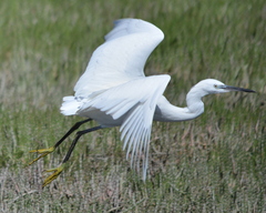 Egretta garzetta garzetta