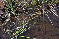 Carex livida