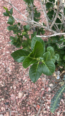 Euonymus japonicus
