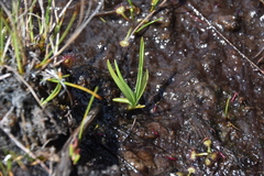 Spiranthes romanzoffiana