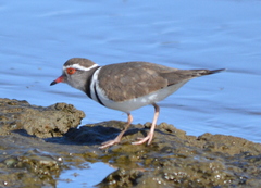 Charadrius tricollaris tricollaris