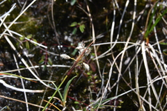 Eriophorum angustifolium