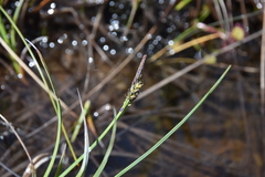 Carex livida