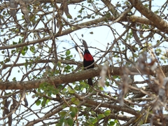 Chalcomitra senegalensis