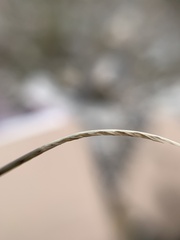 Microchloa