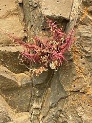 Penstemon richardsonii