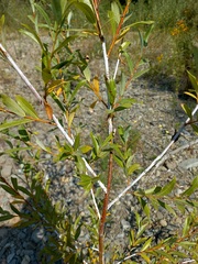 Salix rorida