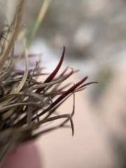 Microchloa
