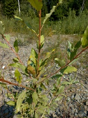Populus laurifolia