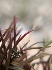Microchloa