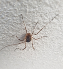 Phalangioidea