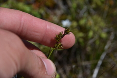 Carex echinata