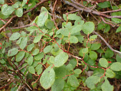 Vaccinium ovalifolium