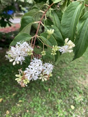 Heptacodium
