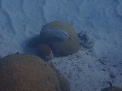 Lutjanus griseus