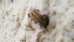 Tetragonisca angustula