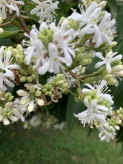 Heptacodium