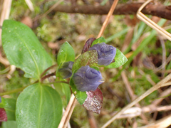 Gentiana sceptrum