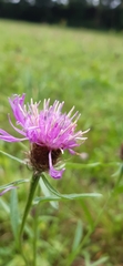 Centaurea