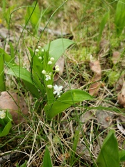 Maianthemum trifolium