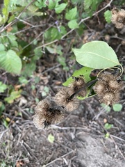 Arctium minus