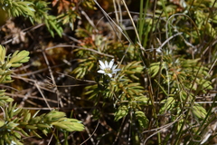 Gentiana douglasiana