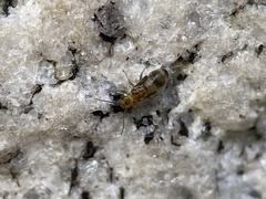Ectopsocidae