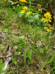 Maianthemum trifolium