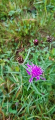 Centaurea