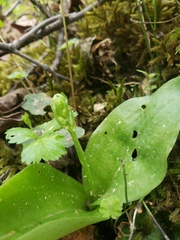 Platanthera orbiculata