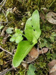 Platanthera orbiculata