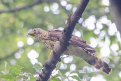 Hierococcyx sparverioides